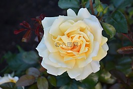 性質(zhì),花,玫瑰
