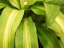 性質(zhì),綠色,植物