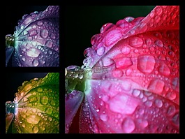 花,拼貼畫,顏色