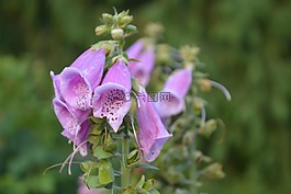 性質(zhì),花,頂針