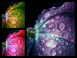 花,拼貼畫,顏色