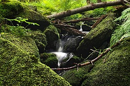 水,长时间曝光,森林