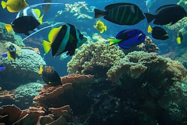 魚,水族館,水下