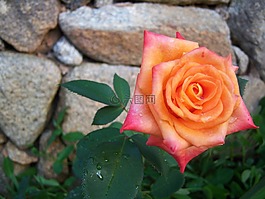 橙色玫瑰,花卉,花园
