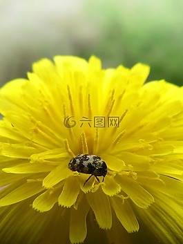 花,蒲公英,甲殼蟲