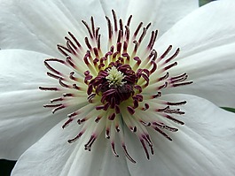 花,鐵線蓮,雄蕊