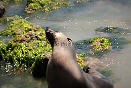 密封,水,海灘