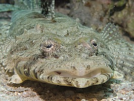 鱷魚魚,cociella crocodila,魚