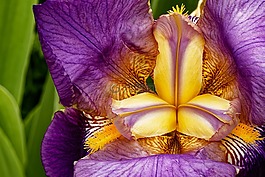 虹膜,開花,花