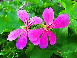 花,天竺葵,粉色