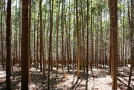 桉樹林,樹木,抽象