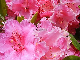 杜鵑,鮮花,上午