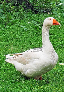 鵝,首頁,鳥