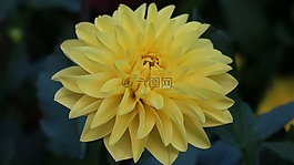 黃色的花,瑞士,盧塞恩