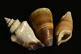 外壳,软体动物,蜗牛