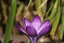 花卉,紫色,關(guān)閉