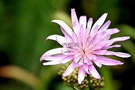 花,粉色,宏