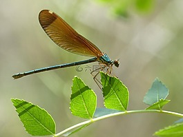 蜻蜓,虹彩,绿蜻蜓