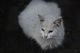 貓,動物,白貓