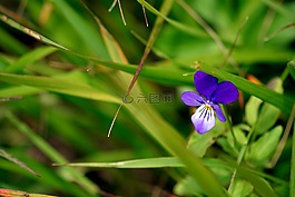 花,紫,宏
