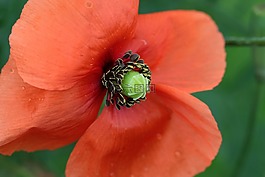 罌粟,春花,klatschmohn