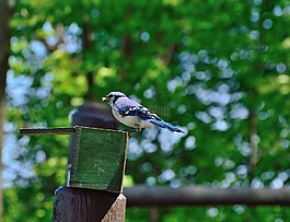 藍(lán)鳥,鳥,自然