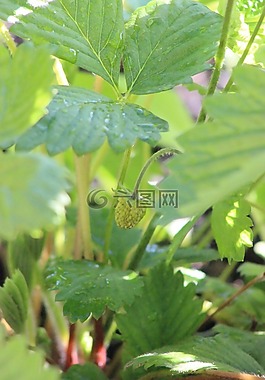 草莓,芽,植物