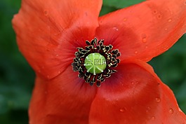 罂粟,春花,klatschmohn