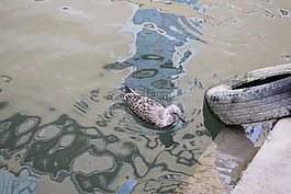 水,鷗,鳥