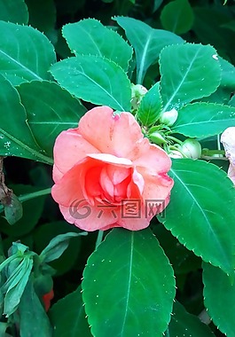 树,花,玫瑰