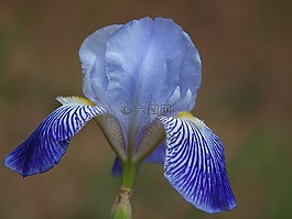 鳶尾花,百合,花