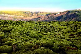 綠色,苔,風(fēng)景