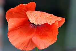 罌粟,春花,klatschmohn
