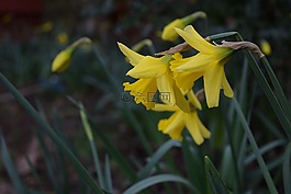 水仙,春,花園