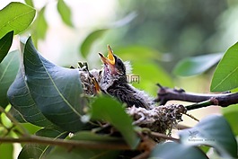 孩子,鳥,餓