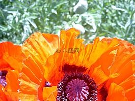 罌粟,花園,開花