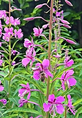 性質(zhì),epilobium,粉色的花
