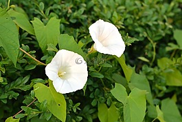 旋花,yunki,白