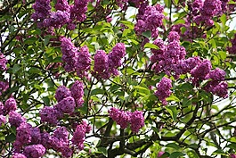 紫丁香,紫,鮮花