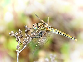 蜻蜓,黃蜻蜓,詳細(xì)