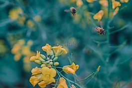 蜜蜂,花,油菜花