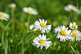 性質(zhì),鮮花,夏季花卉