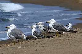 動物,海,海灘
