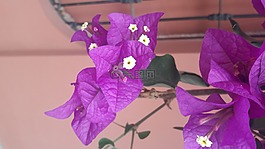 花,花瓣,性質(zhì)