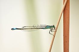 lestes 绿色,蜻蜓,昆虫