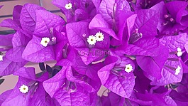 花,性質(zhì),植物