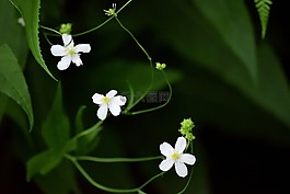 花,白,特寫