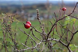 hagebutte,赫布斯特,natur