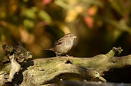 麻雀,鳥(niǎo),樹(shù)