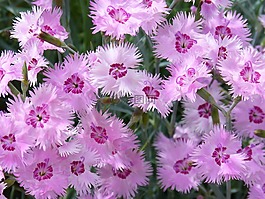 康乃馨,clavellina,鮮花
